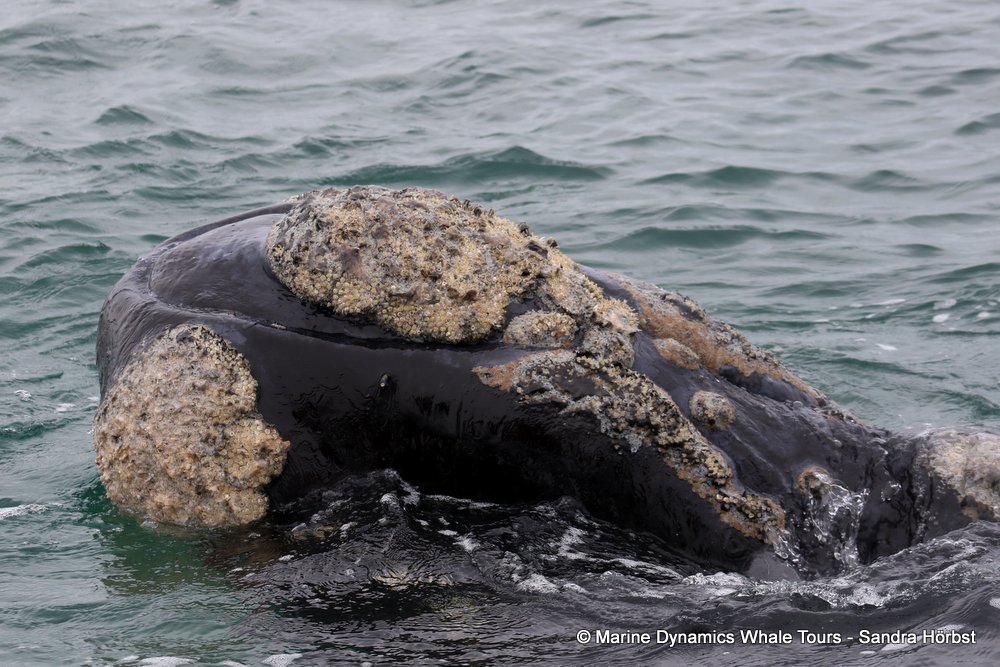 Southern right whale, whale watching, gansbaai, south africa,