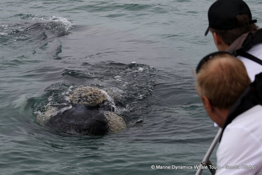 Southern right whale, whale watching, gansbaai, south africa,