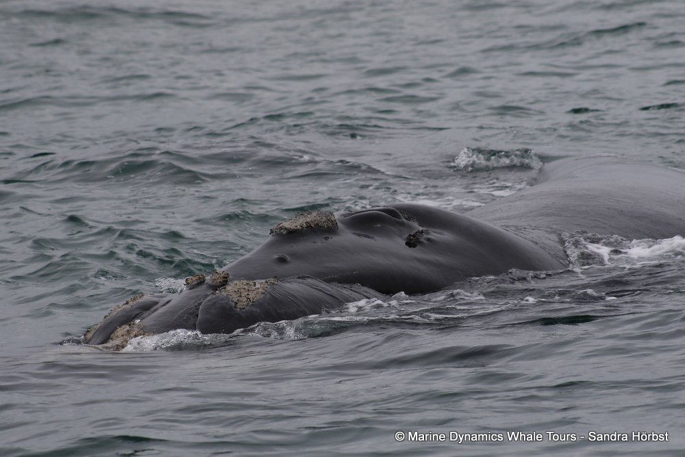 Southern right whale, whale watching, gansbaai, south africa,