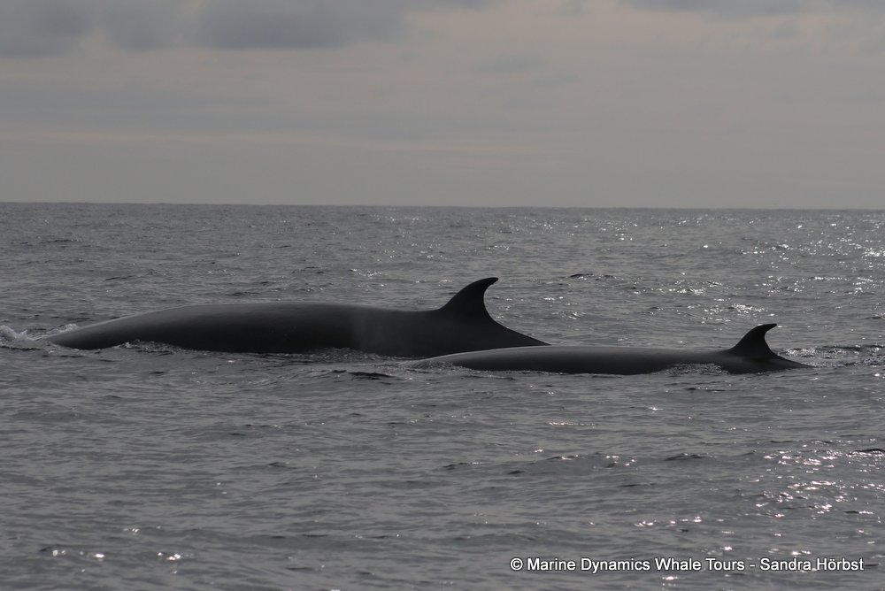 bryde's whale, whale watching, gansbaai, south africa,