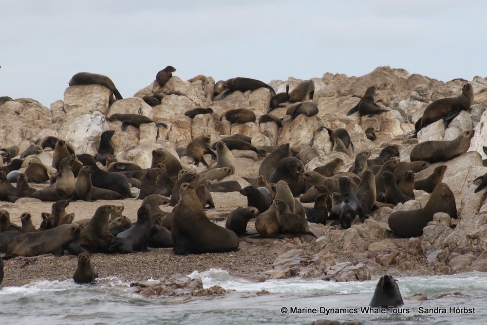 cape fur seal, whale watching, gansbaai, south africa