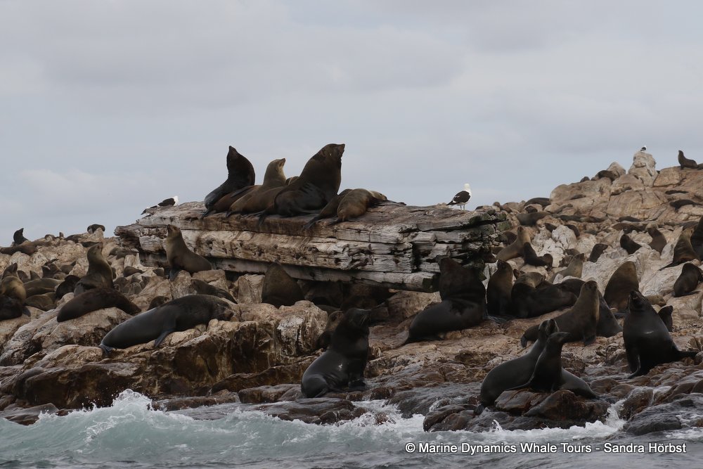 cape fur seal, whale watching, gansbaai, south africa