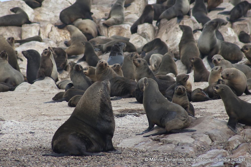 cape fur seal, whale watching, gansbaai, south africa