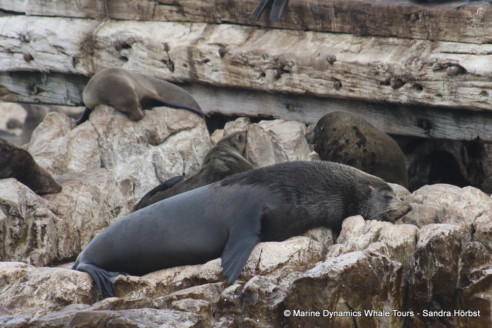 cape fur seal, whale watching, gansbaai, south africa