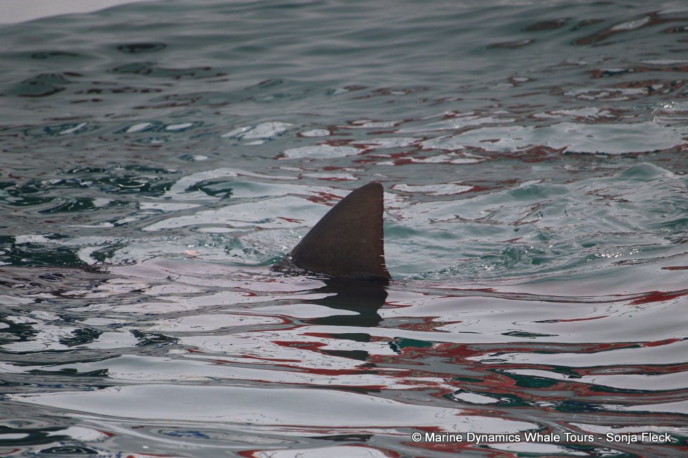 bronze whaler shark, whale watching, gansbaai, south africa,