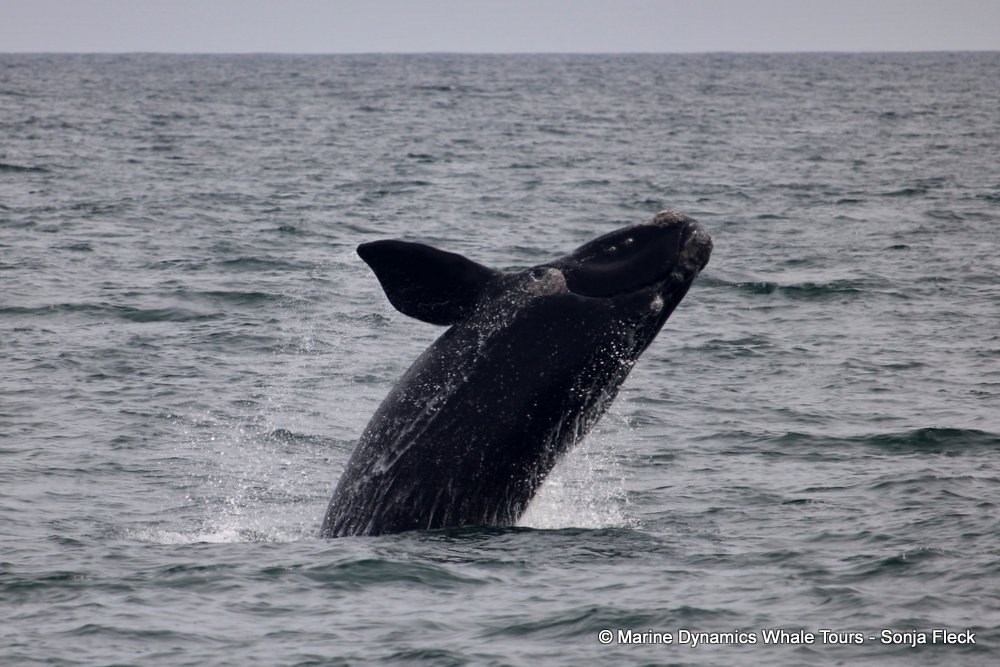 Southern right whale, whale watching, gansbaai, south africa,