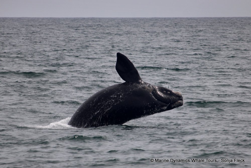 Southern right whale, whale watching, gansbaai, south africa,