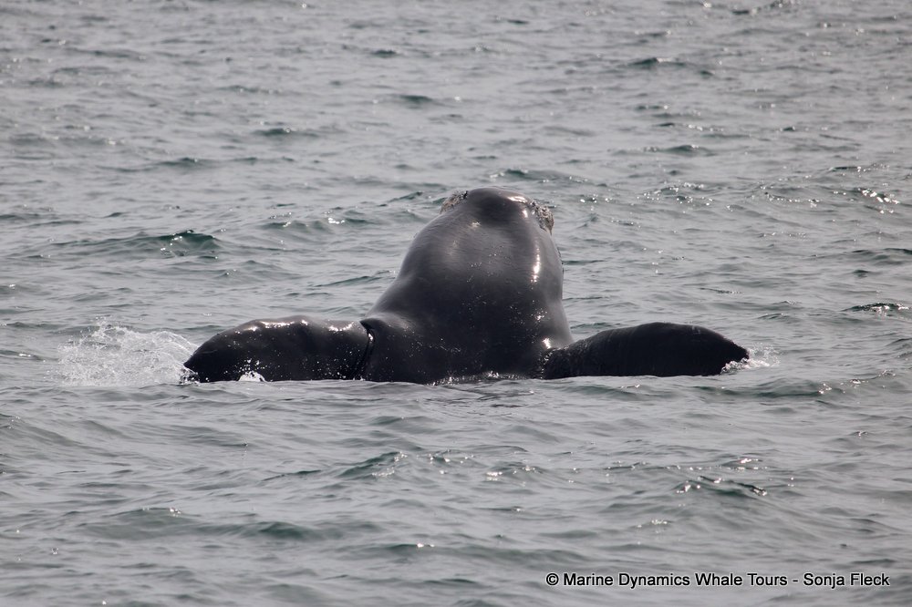 Southern right whale, whale watching, gansbaai, south africa,