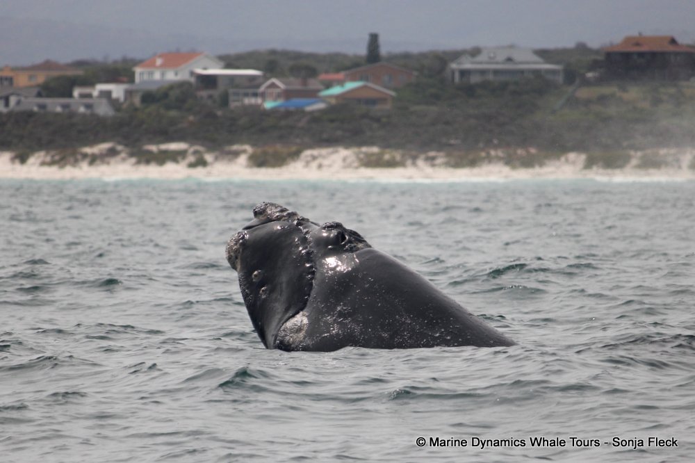 Southern right whale, whale watching, gansbaai, south africa,