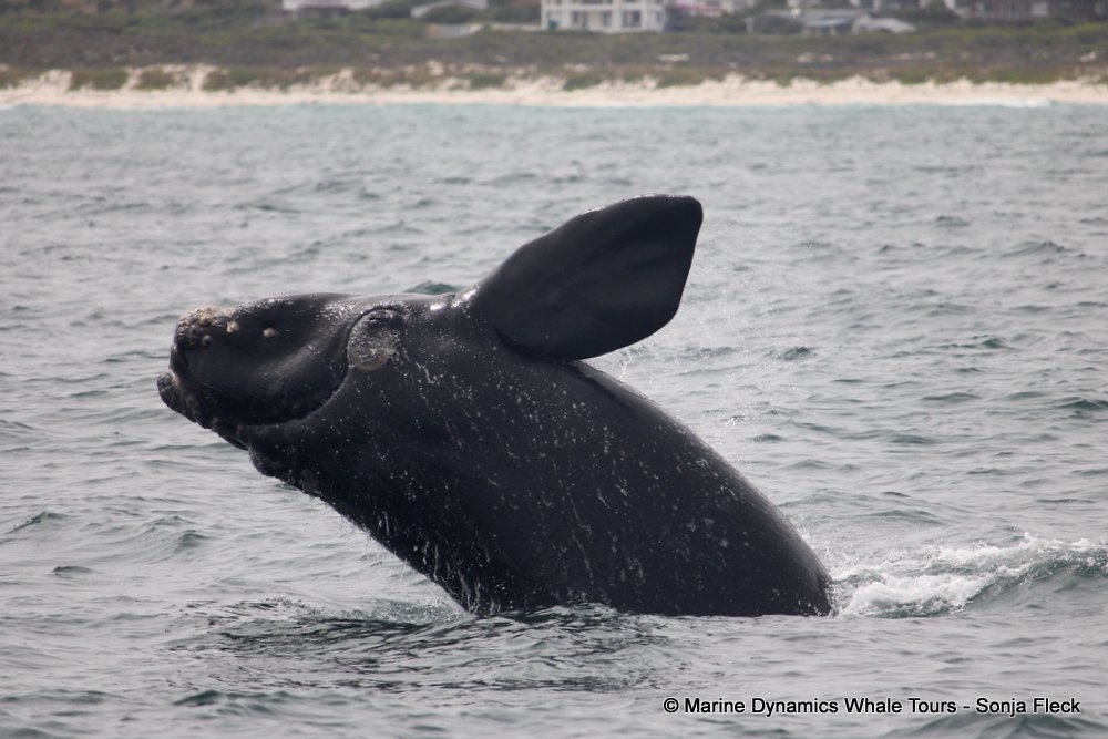 Southern right whale, whale watching, gansbaai, south africa,