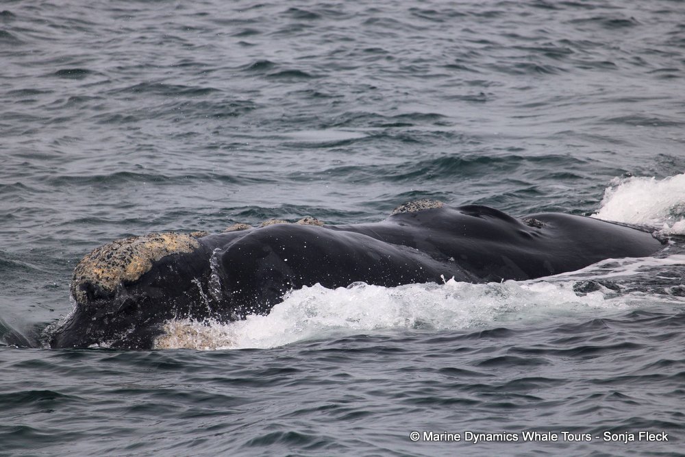 Southern right whale, whale watching, gansbaai, south africa,