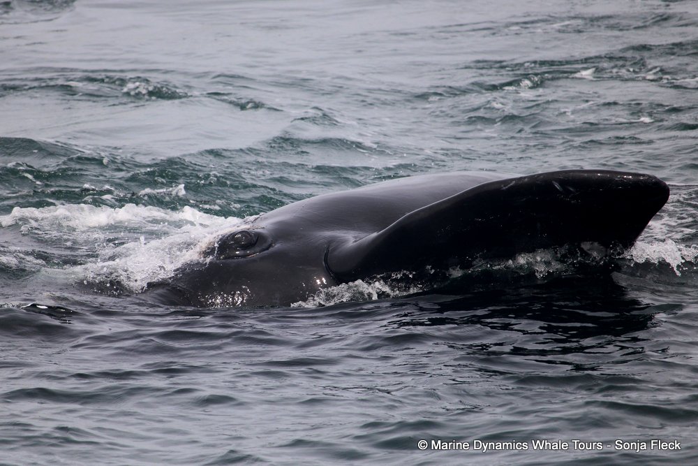 Southern right whale, whale watching, gansbaai, south africa,