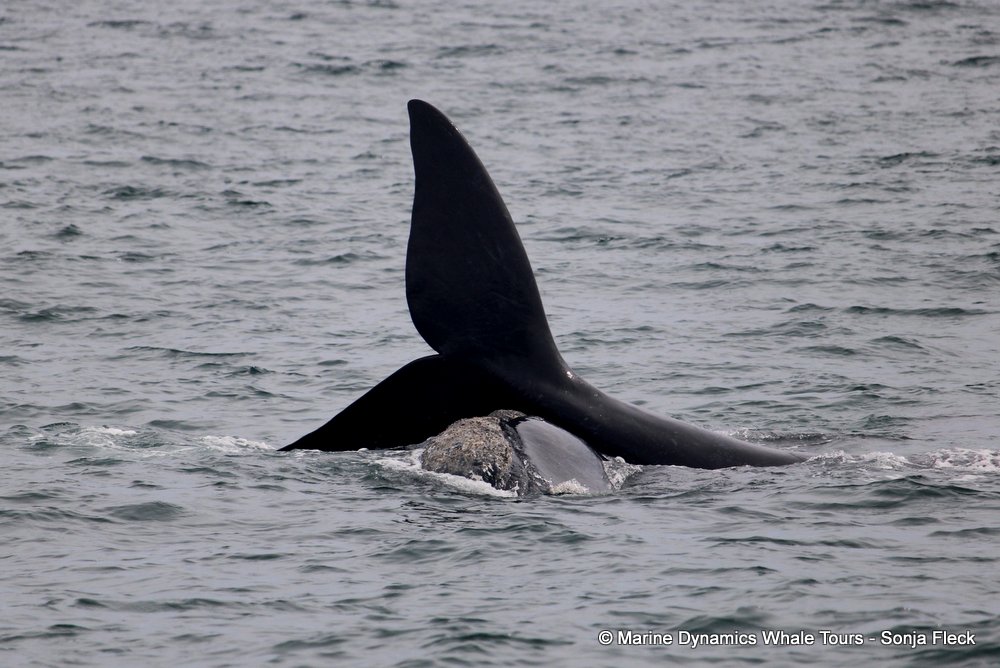 Marine Big 5 Daily Blog 27 October