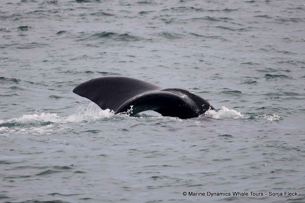 Southern right whale, whale watching, gansbaai, south africa,