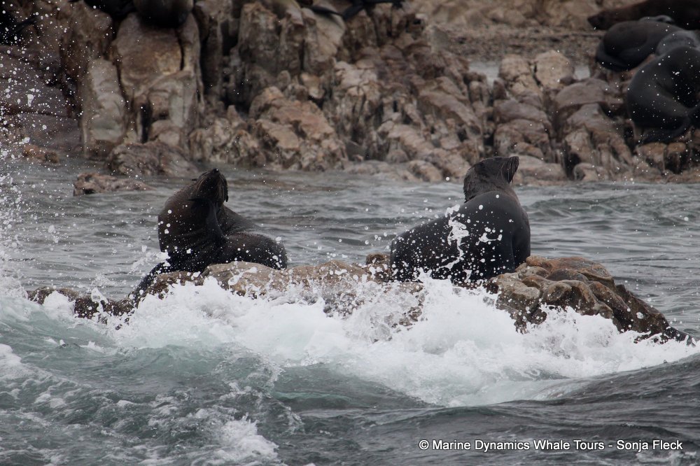 cape fur seal, whale watching, gansbaai, south africa