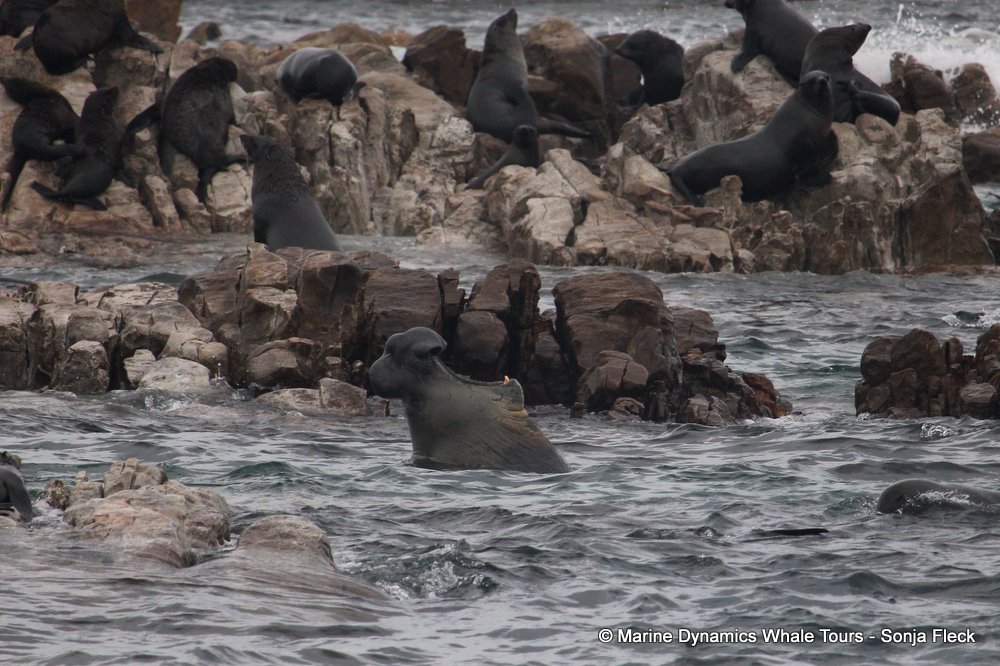cape fur seal, whale watching, gansbaai, south africa