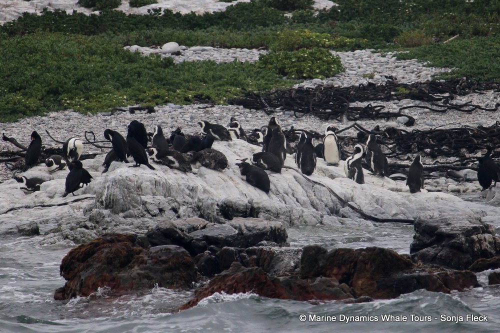 african penguin, whale watching, gansbaai, south africa
