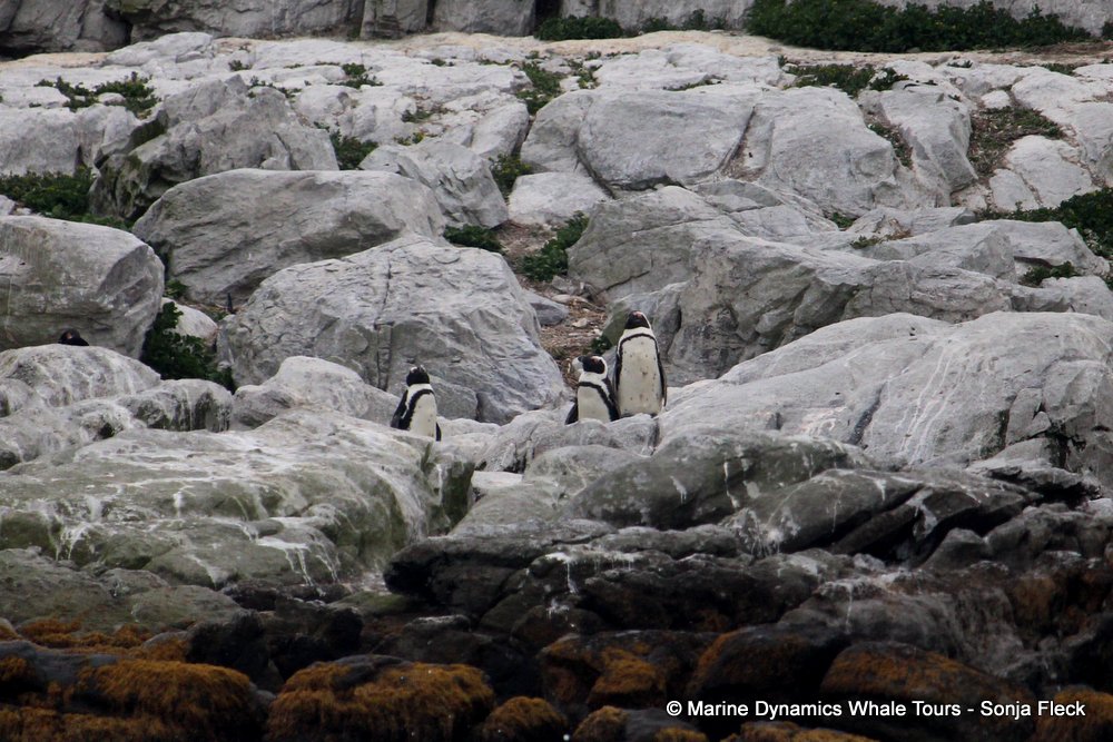 african penguin, whale watching, gansbaai, south africa