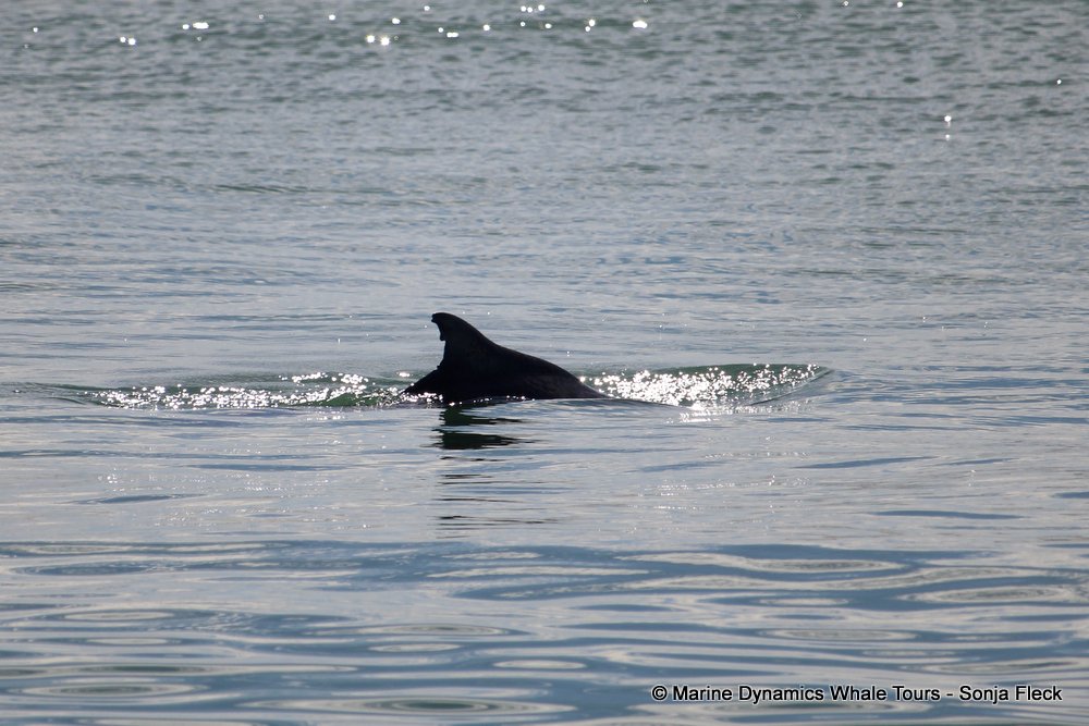 humpback dolphin, whale watching, gansbaai, south africa