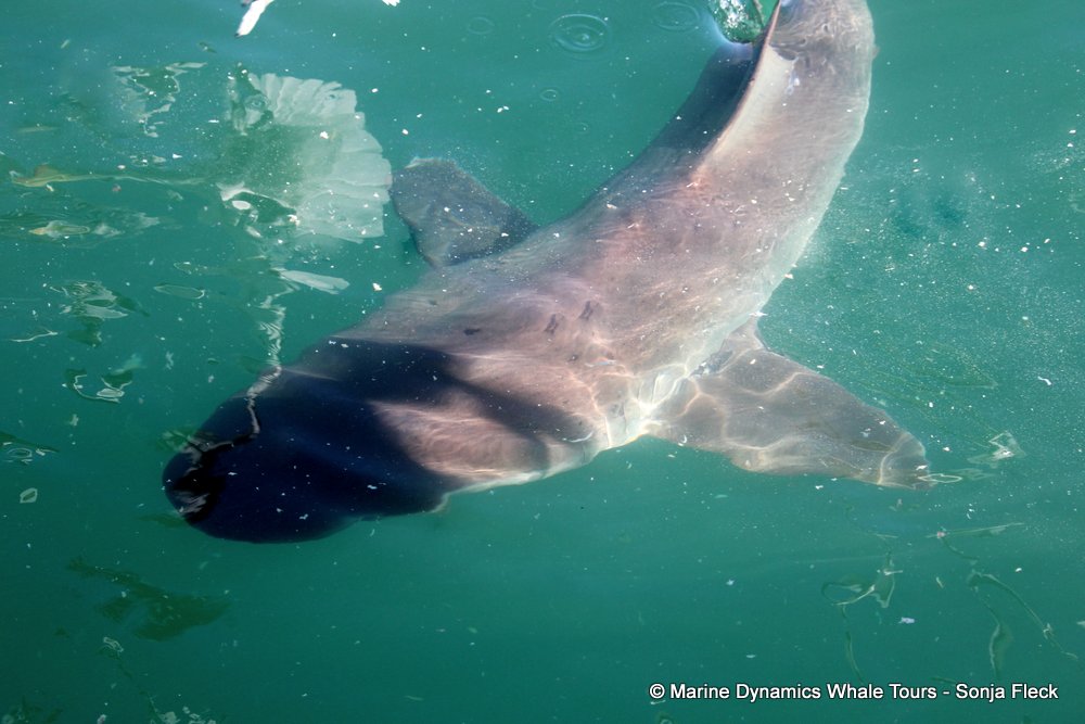 bronze whaler shark, whale watching, gansbaai, south africa,