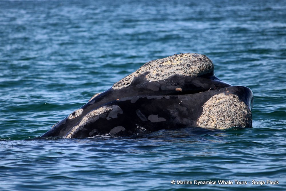 Southern right whale, whale watching, gansbaai, south africa,