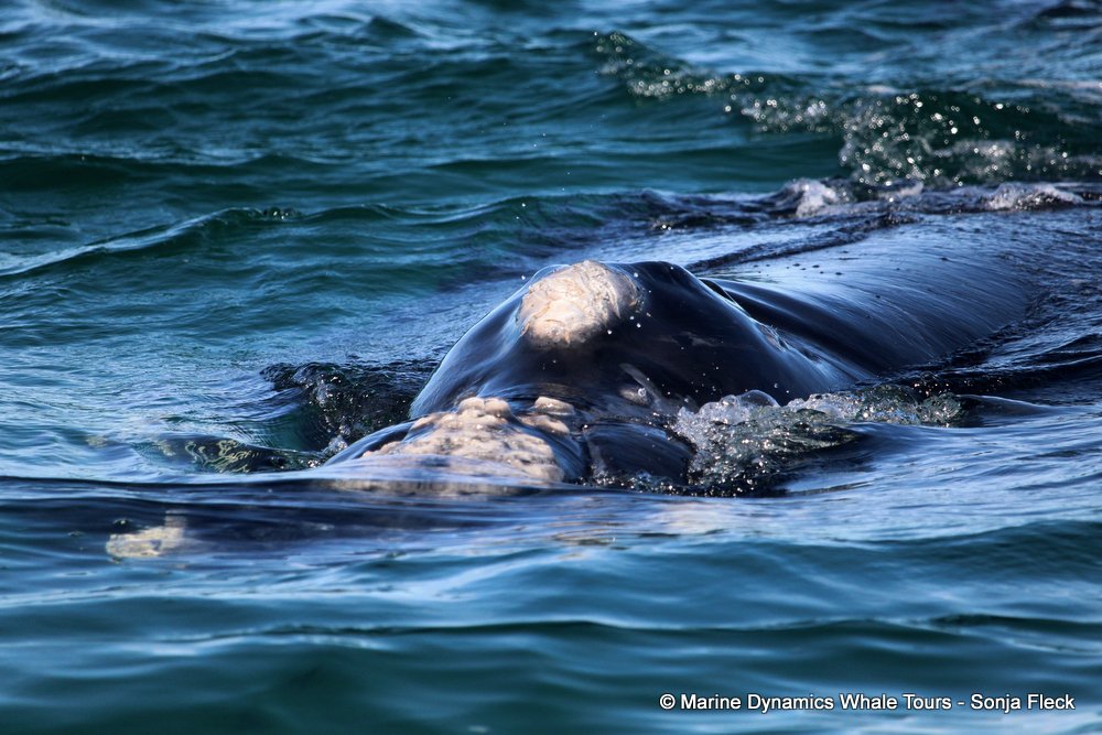 Southern right whale, whale watching, gansbaai, south africa,