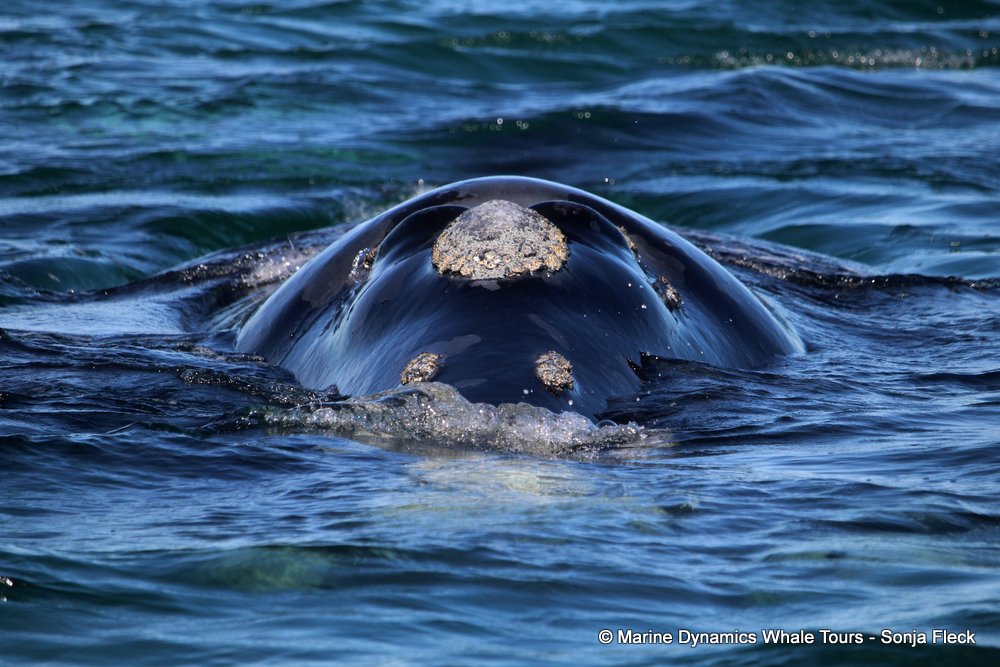 Southern right whale, whale watching, gansbaai, south africa,