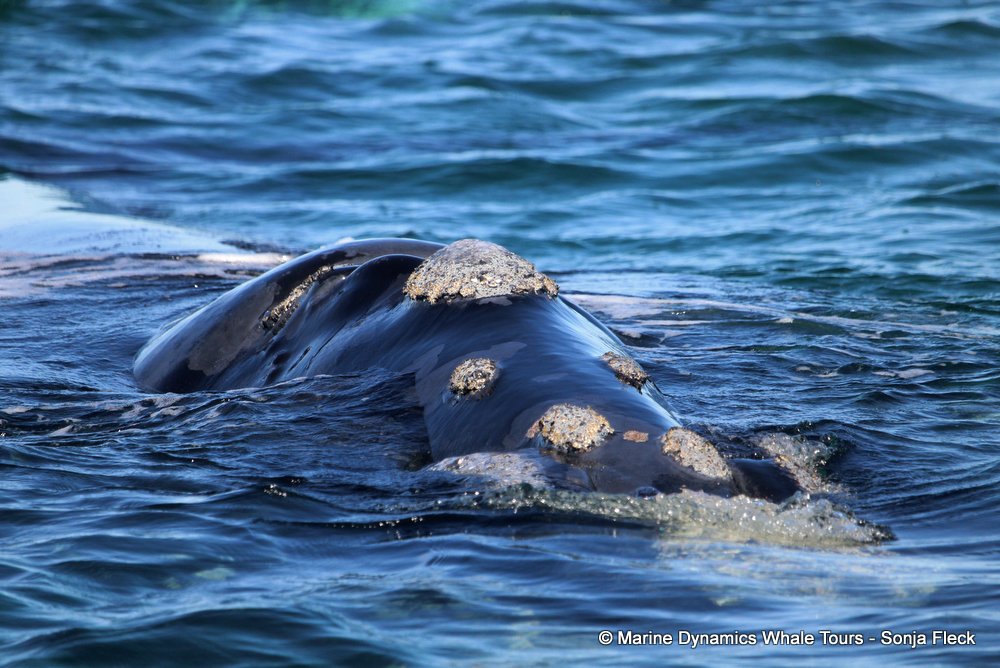 Southern right whale, whale watching, gansbaai, south africa,