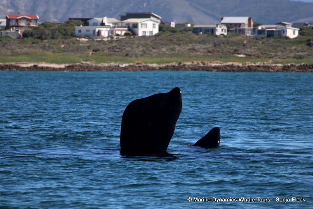 Southern right whale, whale watching, gansbaai, south africa,