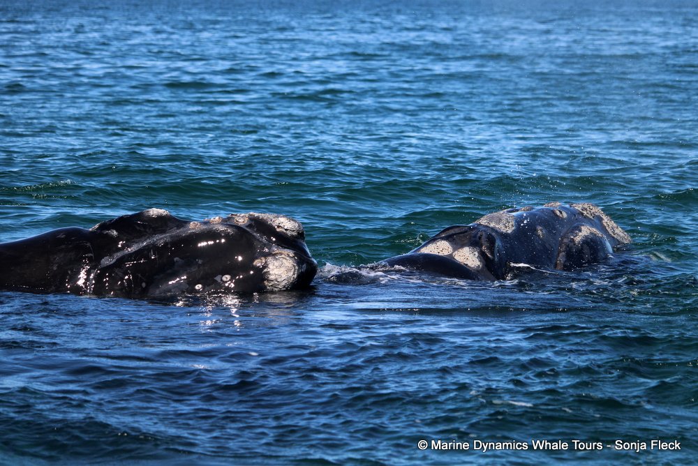 Southern right whale, whale watching, gansbaai, south africa,