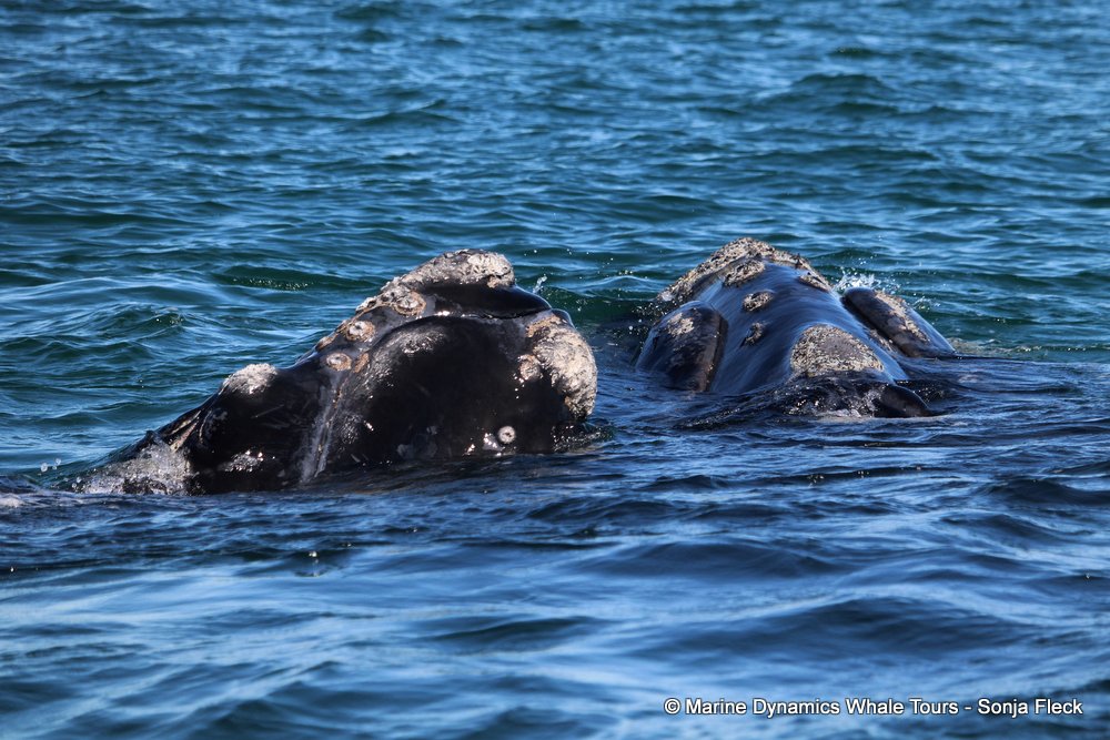 Southern right whale, whale watching, gansbaai, south africa,