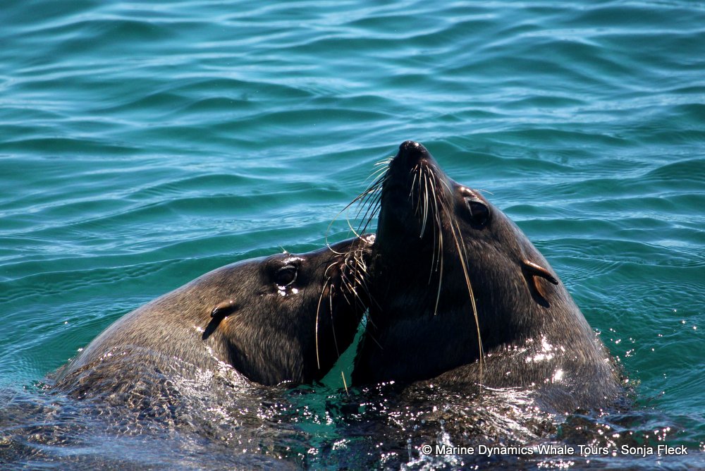 cape fur seal, whale watching, gansbaai, south africa
