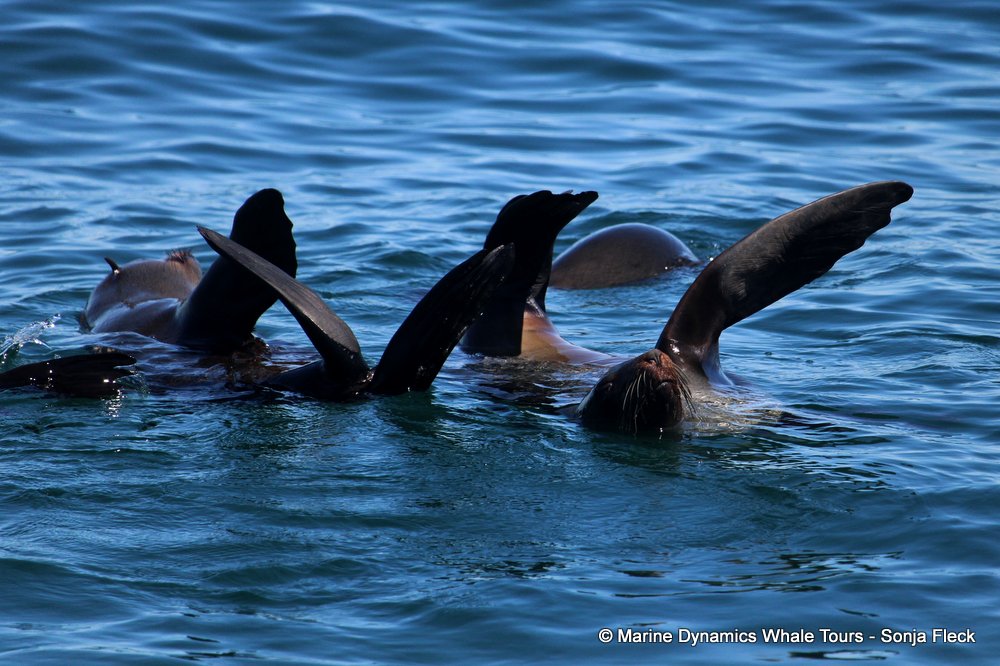 cape fur seal, whale watching, gansbaai, south africa