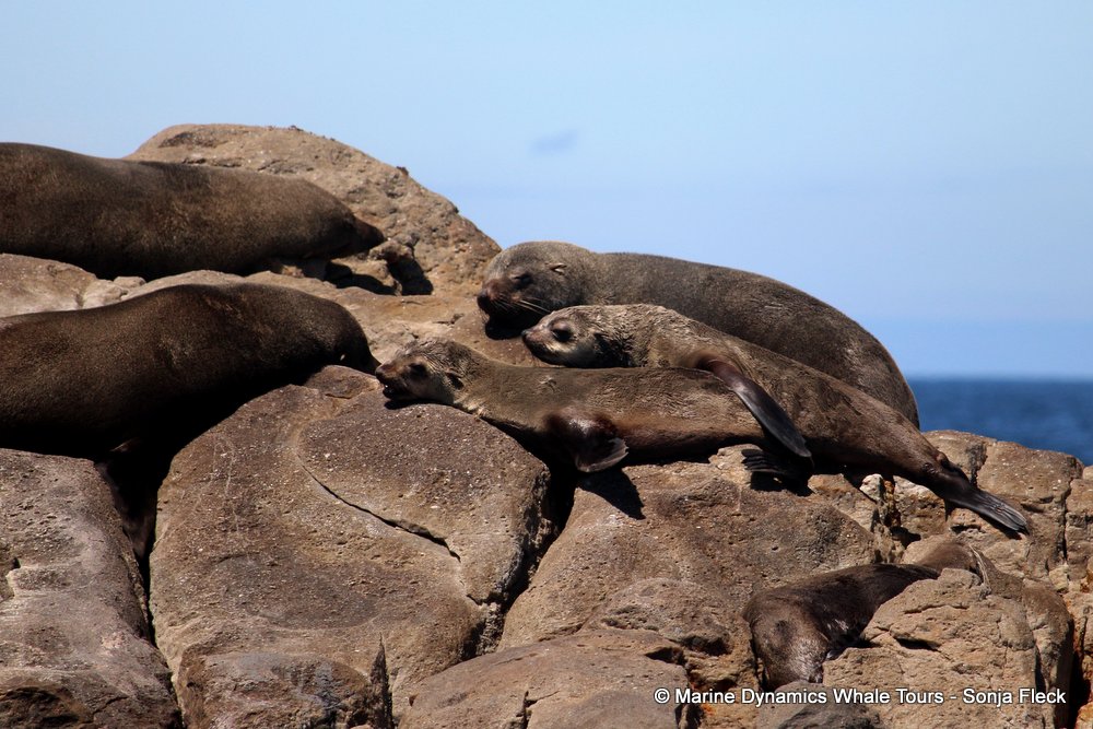 cape fur seal, whale watching, gansbaai, south africa