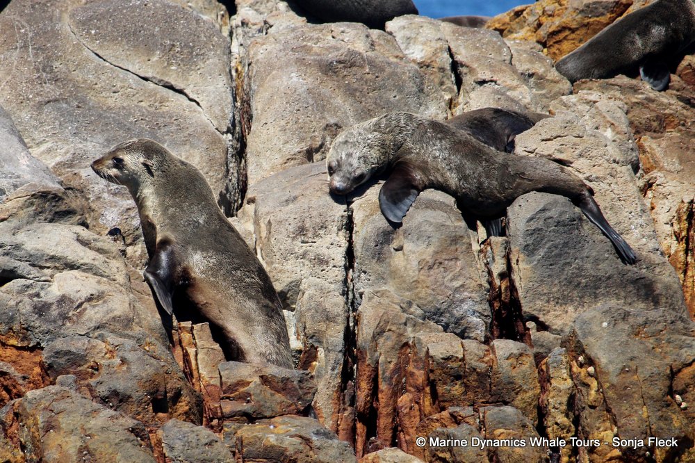 cape fur seal, whale watching, gansbaai, south africa