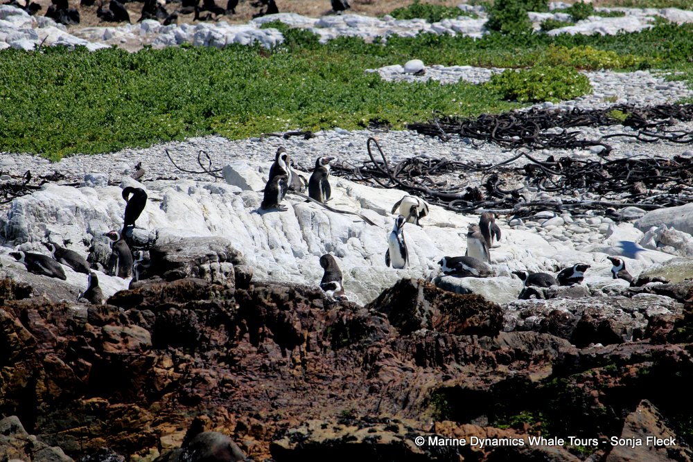 african penguin, whale watching, gansbaai, south africa