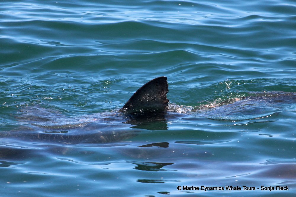 bronze whaler shark, whale watching, gansbaai, south africa,