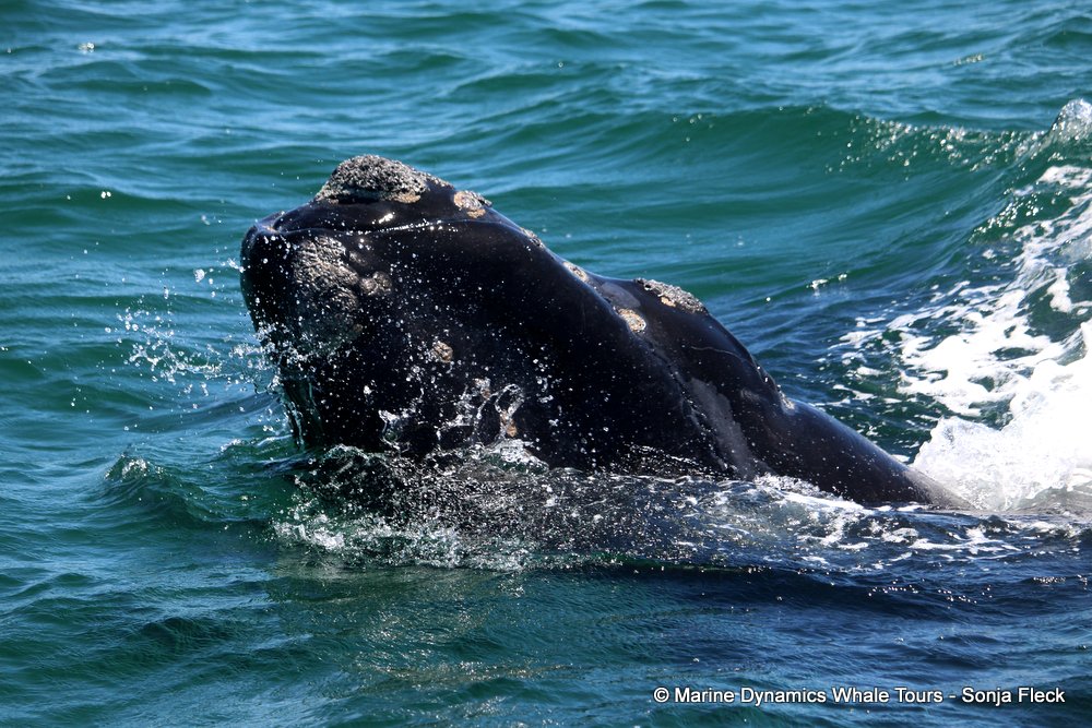Southern right whale, whale watching, gansbaai, south africa,