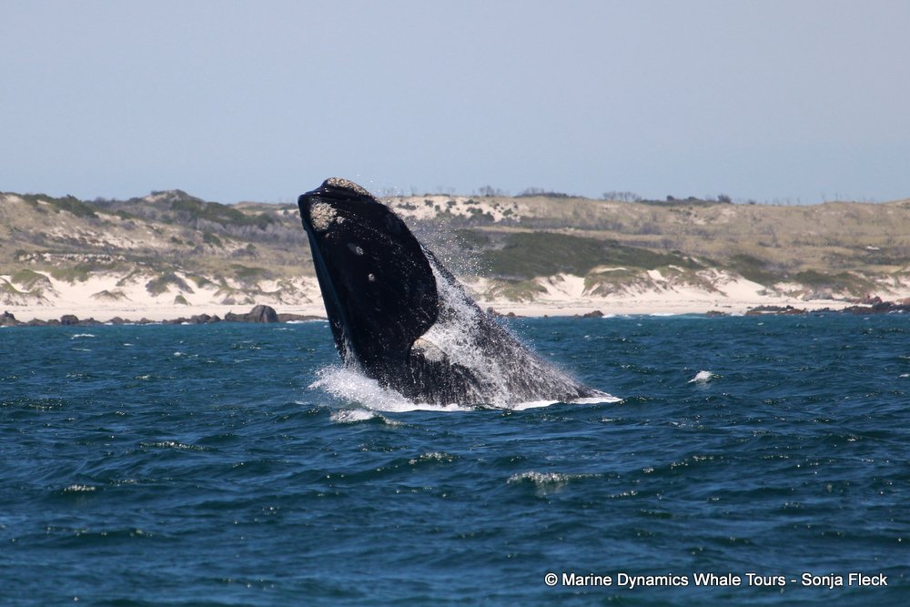 Southern right whale, whale watching, gansbaai, south africa,