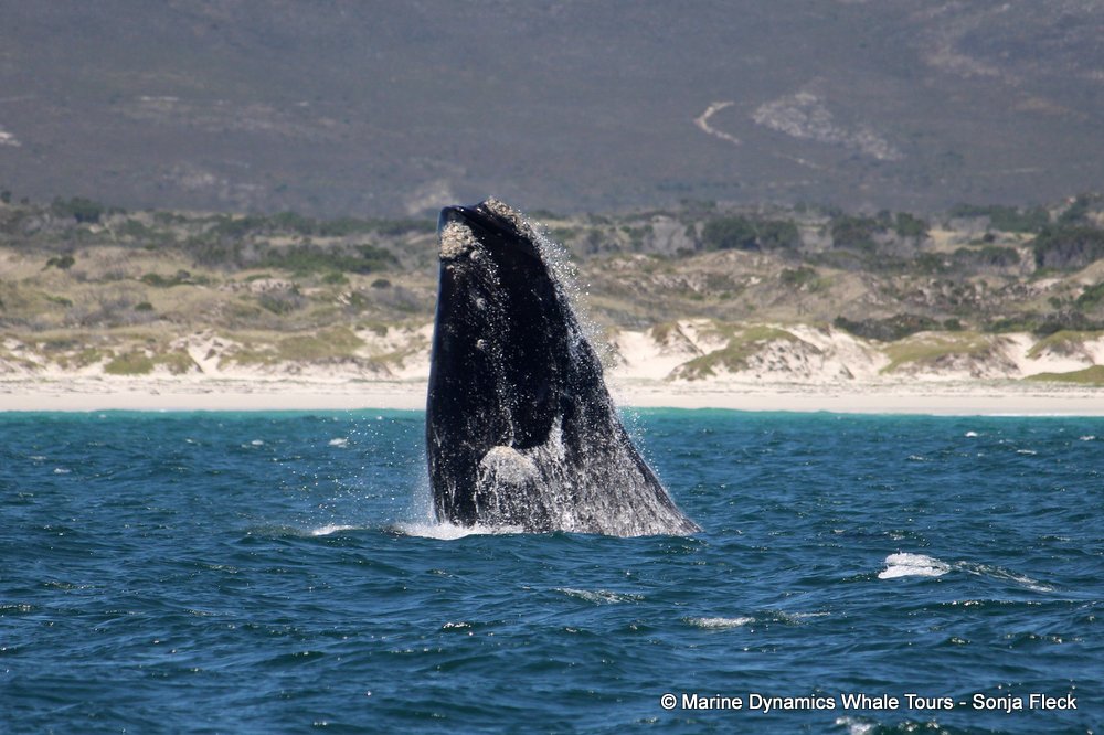 Southern right whale, whale watching, gansbaai, south africa,