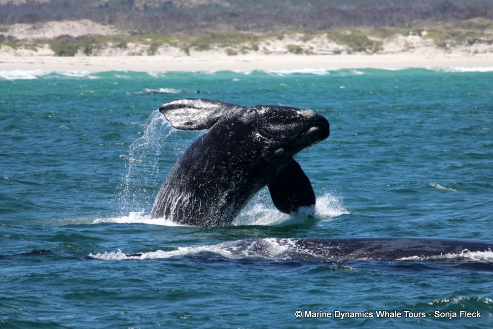 Southern right whale, whale watching, gansbaai, south africa,