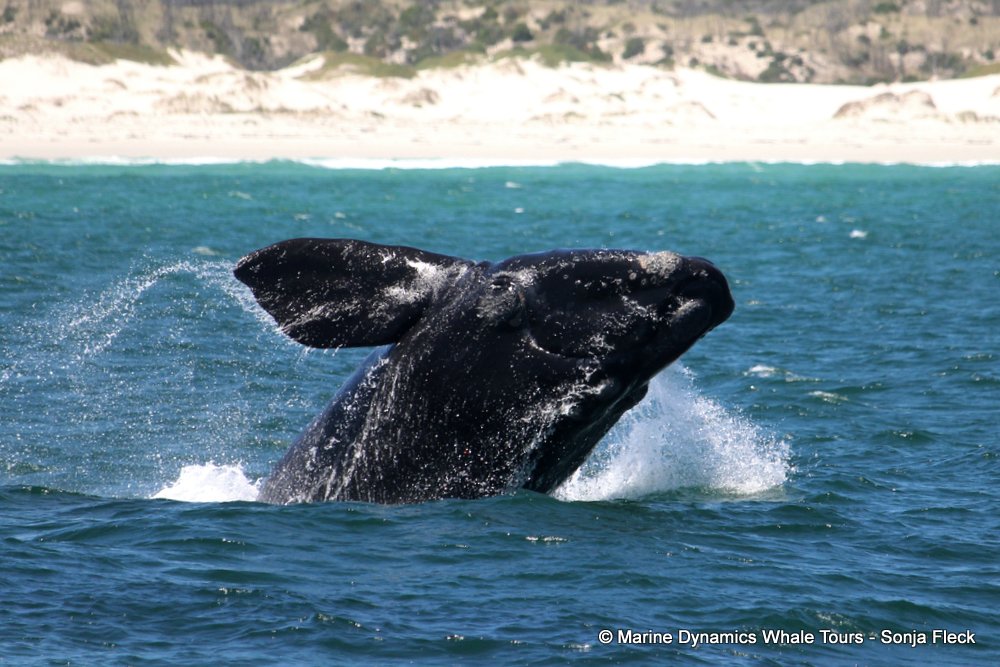 Southern right whale, whale watching, gansbaai, south africa,