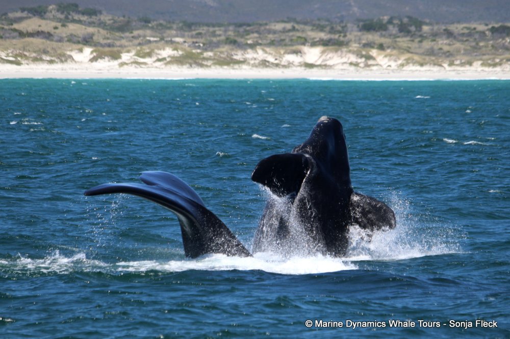 Marine Big 5 Daily Blog 28 October