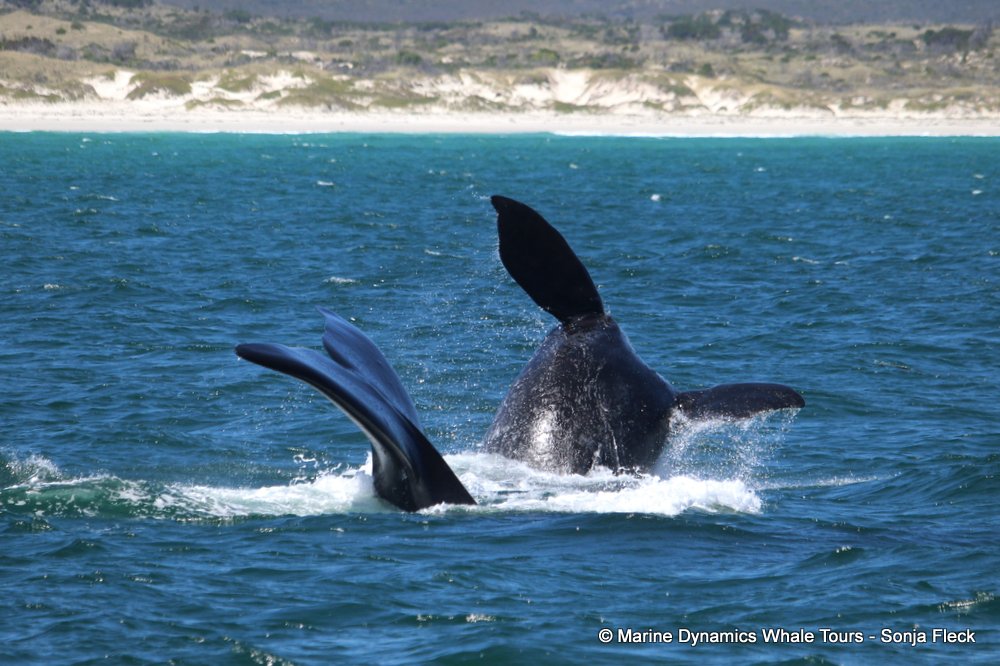 Southern right whale, whale watching, gansbaai, south africa,