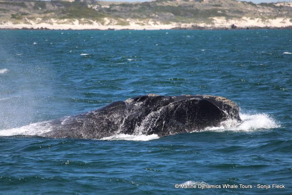 Southern right whale, whale watching, gansbaai, south africa,