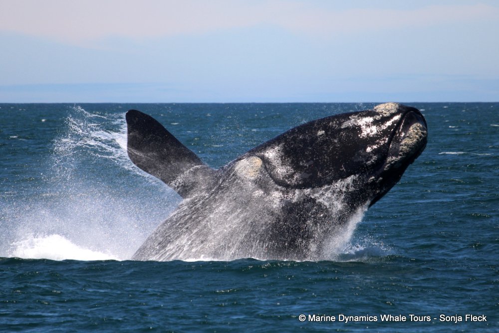 Southern right whale, whale watching, gansbaai, south africa,