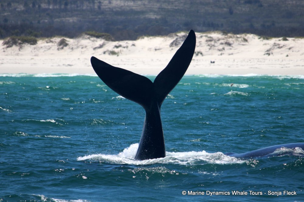 Southern right whale, whale watching, gansbaai, south africa,