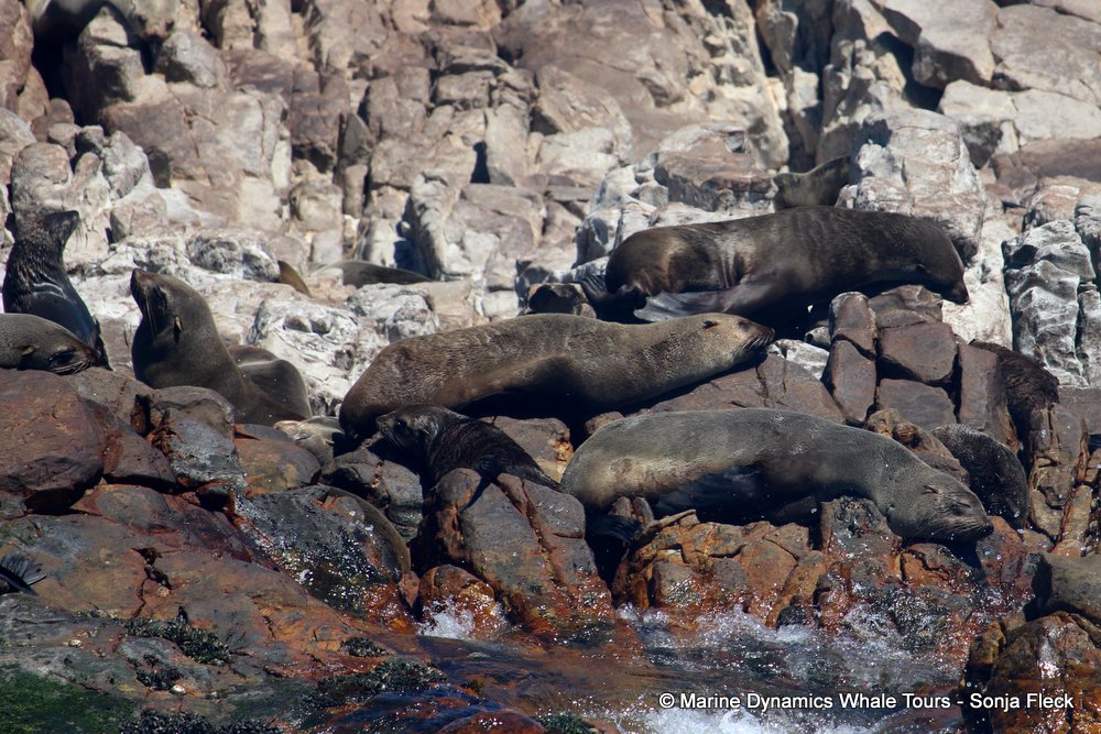 cape fur seal, whale watching, gansbaai, south africa