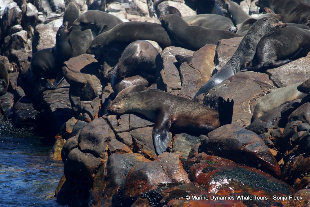 cape fur seal, whale watching, gansbaai, south africa