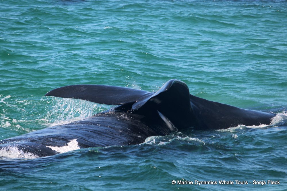 Southern right whale, whale watching, gansbaai, south africa,
